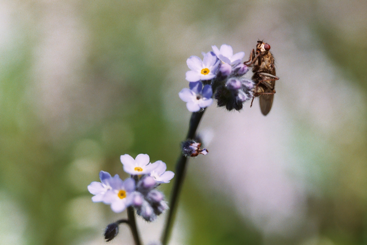 fly on forgetmenot